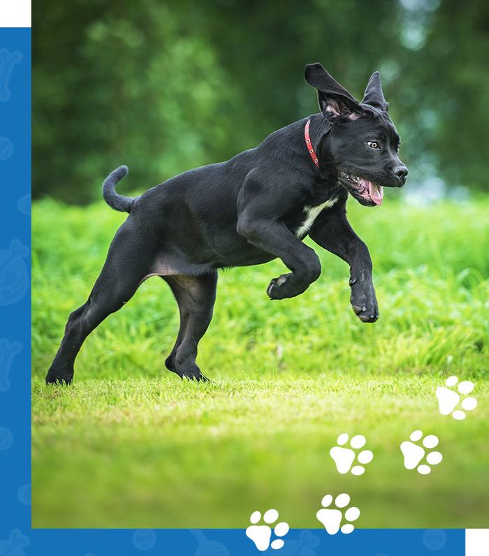 Dog running at Dog's Day Inn Pet Resort