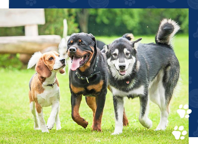 Three happy dogs running together