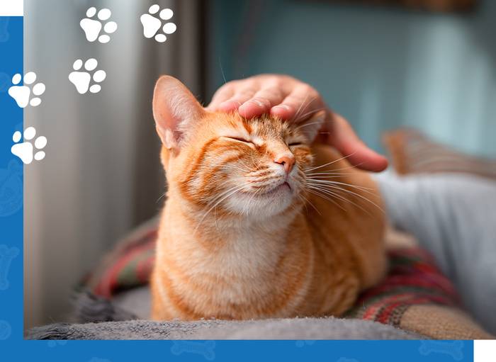 Orange tabby cat being petted