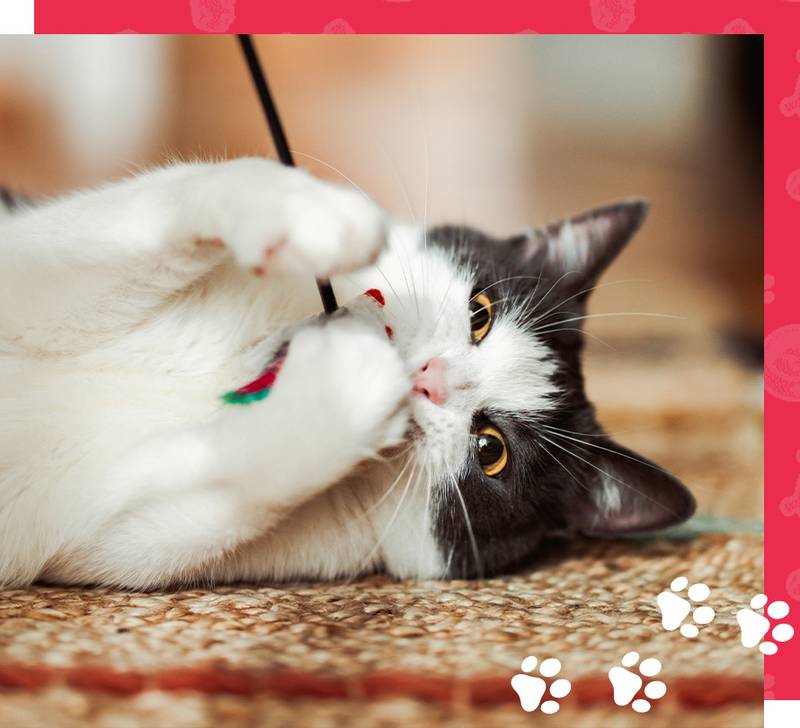 Cat playing at Dog's Day Inn Pet Resort