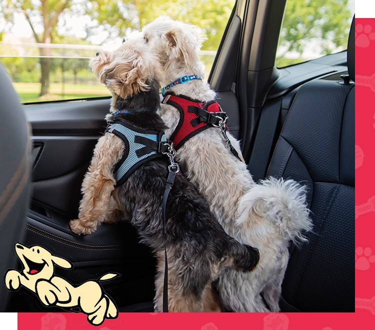 Happy dogs in a car going to Dog's Day Inn