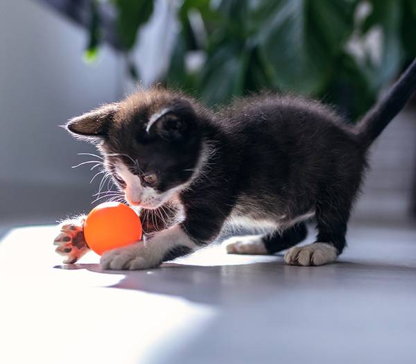 Cat at Dog's Day Inn Pet Resort