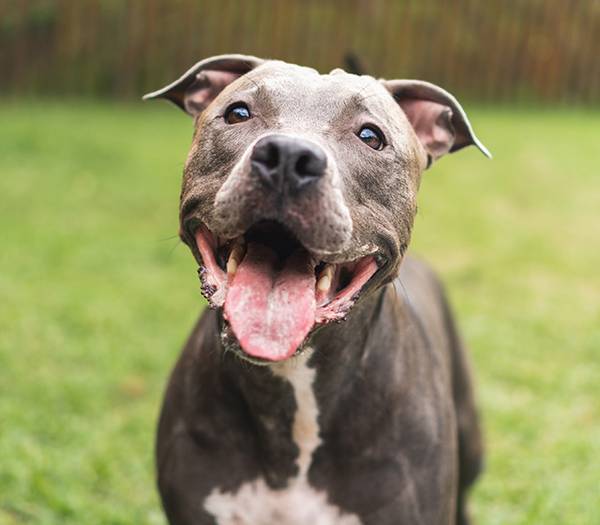 Happy dog at Dog's Day Inn