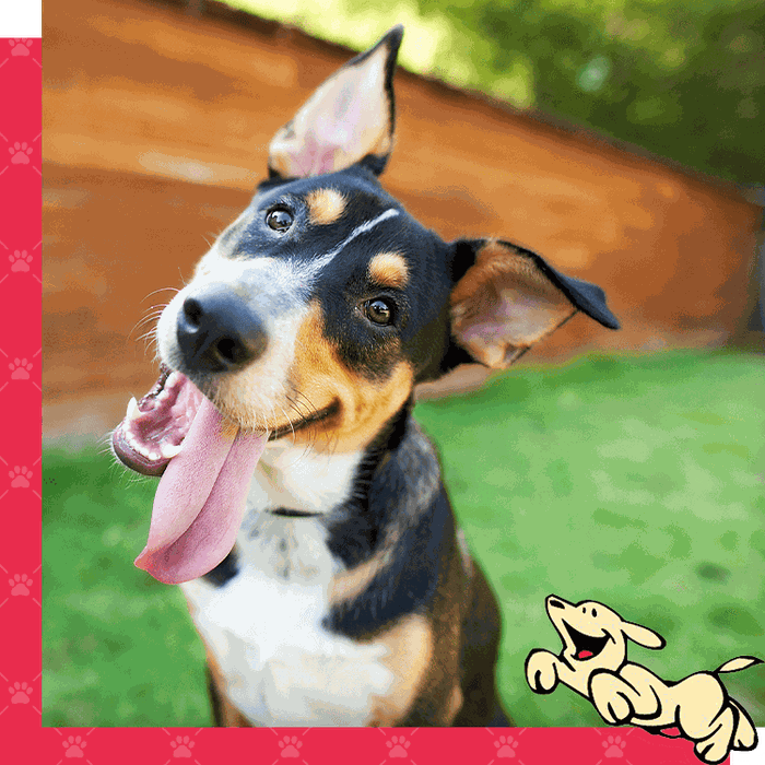 Happy dog at Dog's Day Inn